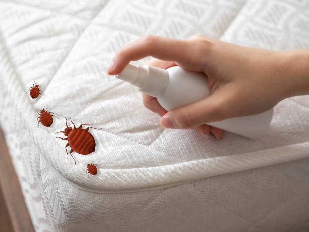 Best Bed Bug Extermination  in Bridgetown, OH